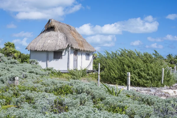 Thatched çatı ev — Stok fotoğraf