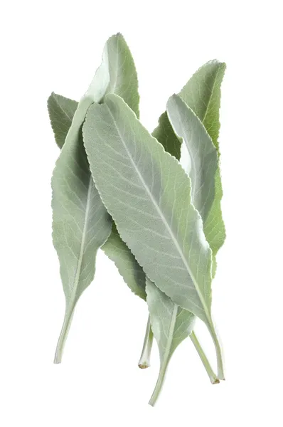 White sage leaves — Stock Photo, Image