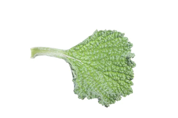 Horehound herb leaf — Stock Photo, Image