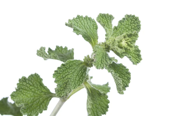 Horehound ot