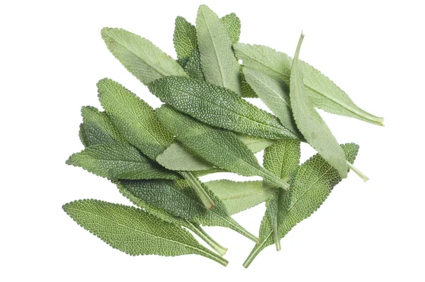 Black sage leaves — Stock Photo, Image