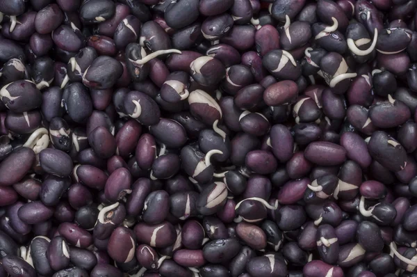 Sprouted black beans — Stock Photo, Image