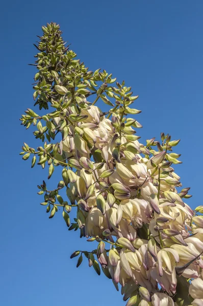 Квітучий юки — стокове фото