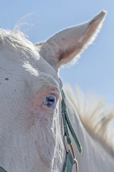 Starburst eye of horse — Stock Photo, Image