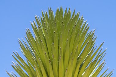 Mojave yucca clipart
