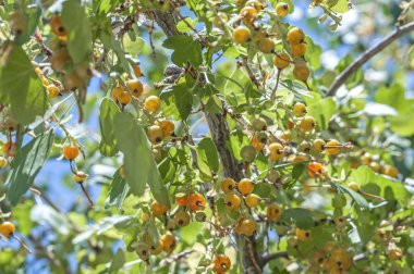Altın frenküzümü fidanları