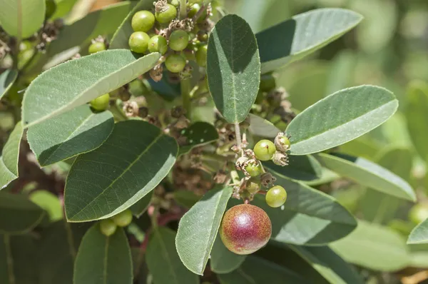Kahve berry bush — Stok fotoğraf