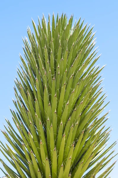 Mojave yucca — Stock Photo, Image