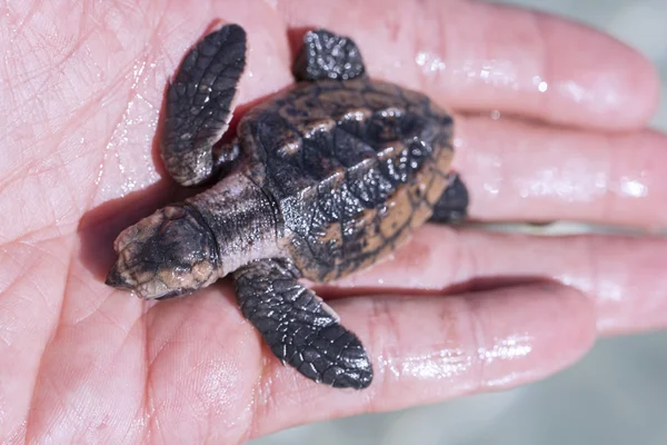Baby Havslädersköldpadda havet — Stockfoto