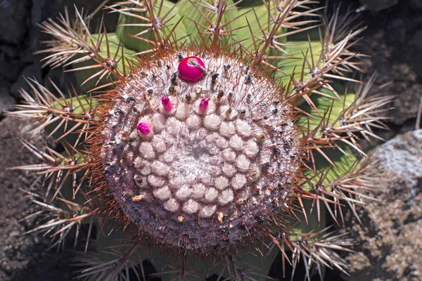 Melon cactus fruit — Stock Photo, Image