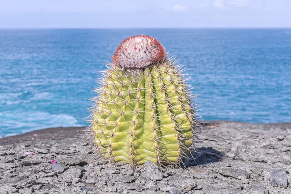 Melon cactus — Stock Photo, Image