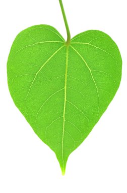 Heart leaf clipart
