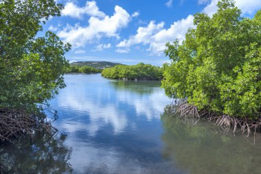 Mangrove lagoon clipart