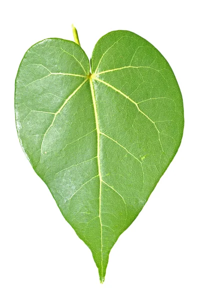 Heart leaf — Stock Photo, Image