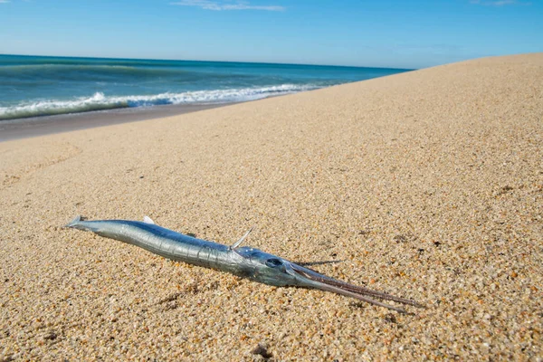 Wild Needlefish Washed Sandy Beach High Tide — Stock Photo, Image