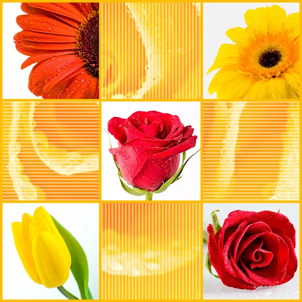 Flowers — Stock Photo, Image