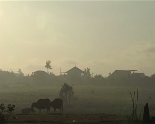 Paysage rural de Bali — Video