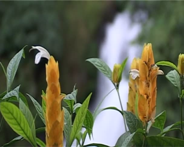 Piękny wodospad z kwiatami z przodu — Wideo stockowe
