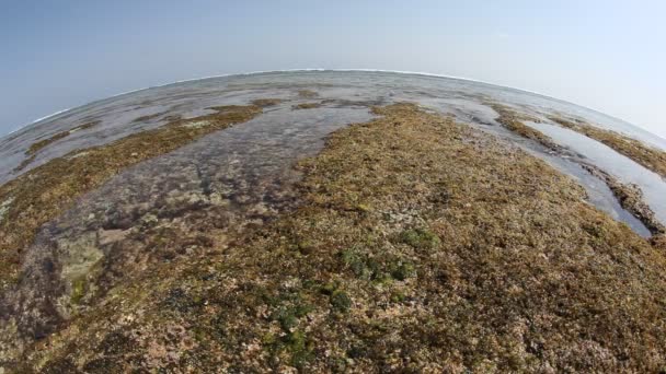 海弗洛拉 — 图库视频影像