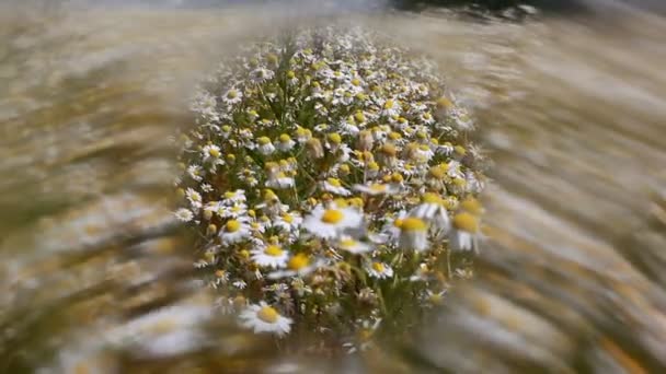 On the meadow — Stock Video