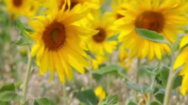 çiçekler arasında