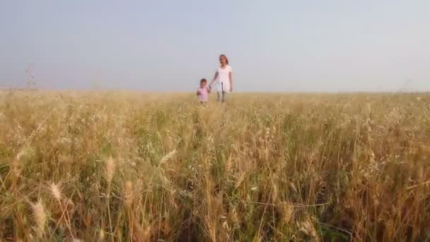 Wheat field — Stock Video