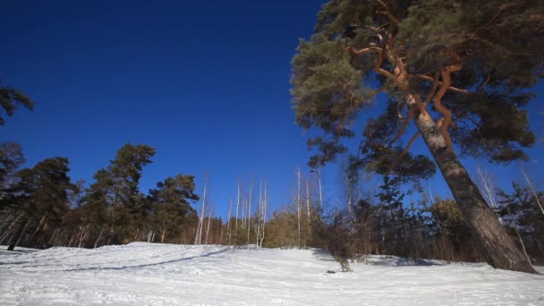 Nella foresta invernale — Video Stock