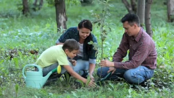 Family planting new tree — Stock Video