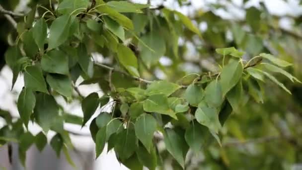 Rama del árbol — Vídeos de Stock