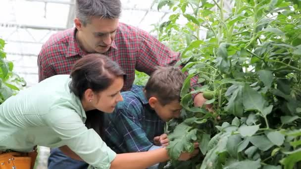 Jardineros — Vídeo de stock