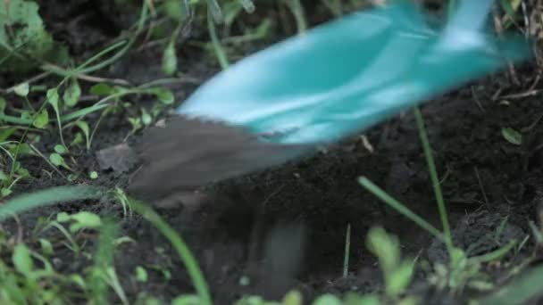 Proceso de plantación — Vídeos de Stock