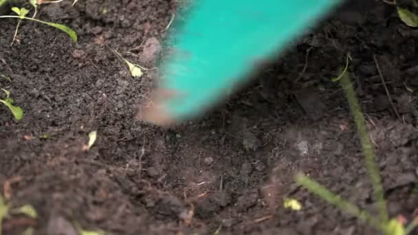 种植的采样 — 图库视频影像