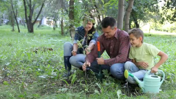 Plantering av unga träd — Stockvideo