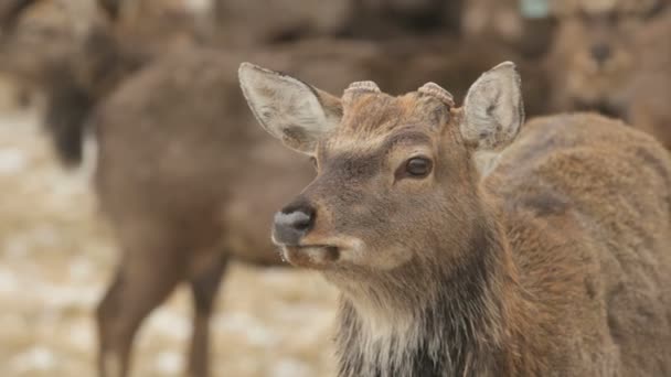 Charmant cerf 