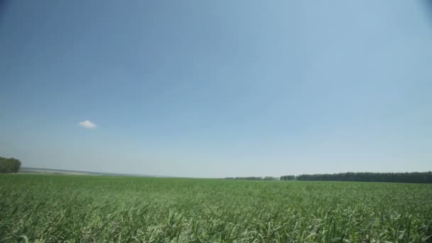 Caminhada País — Vídeo de Stock