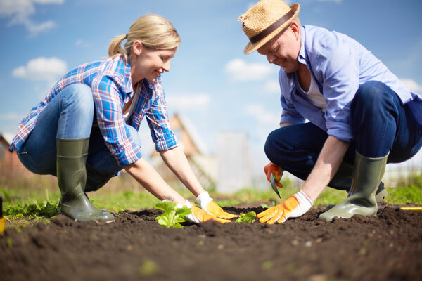 Seedling plants