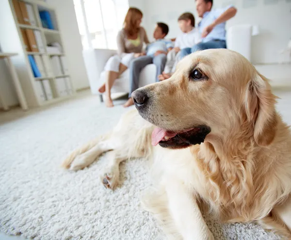 Schattige hond — Stockfoto