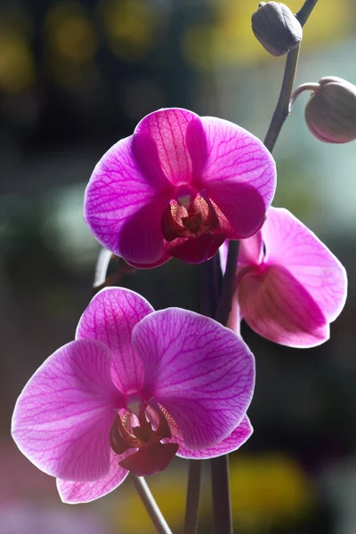 Fialové orchideje — Stock fotografie