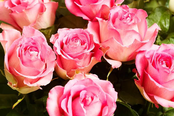 Rose background — Stock Photo, Image