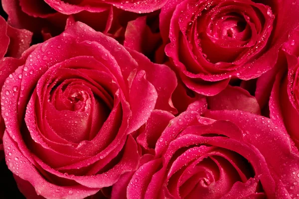 Μπουμπούκια τριαντάφυλλου — Φωτογραφία Αρχείου