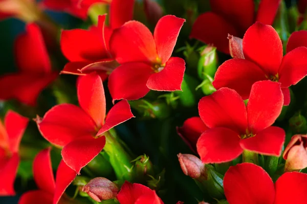 Red geranium — Stock Photo, Image