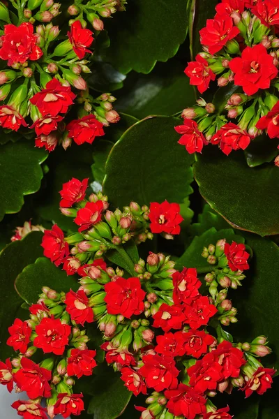 Geranium w rozkwicie — Zdjęcie stockowe