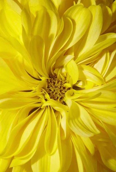 Yellow aster — Stock Photo, Image