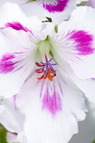 Güzel amaryllis — Stok fotoğraf