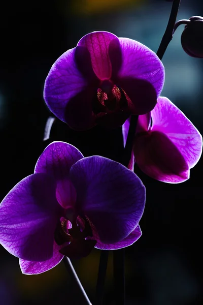 Фіалка орхідей — стокове фото