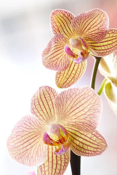 Orquídeas amarelas bonitas — Fotografia de Stock