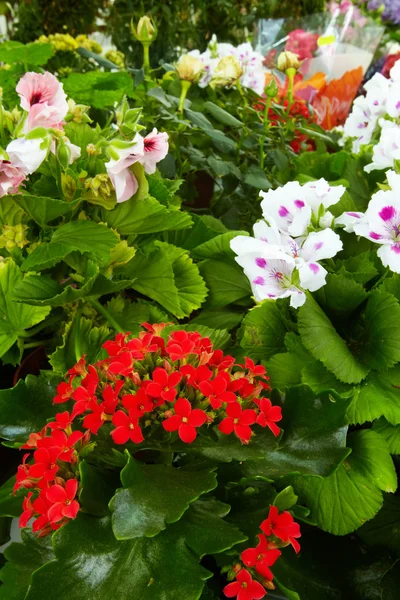 Varias flores — Foto de Stock