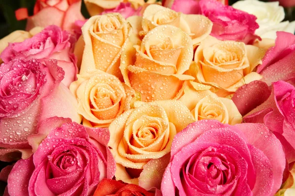 Rosas frescas —  Fotos de Stock