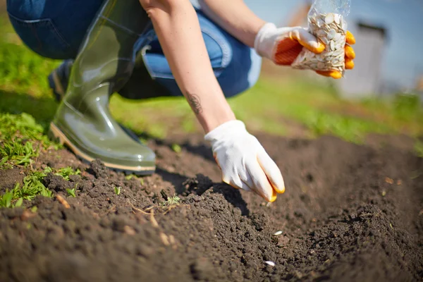 Agricultor siembra semillas — Foto de Stock