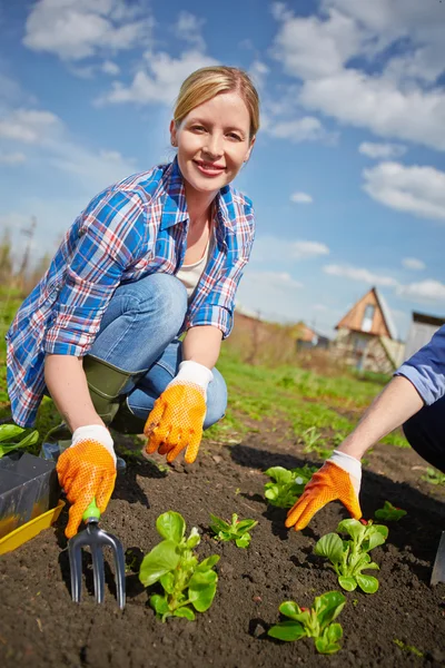 Farmer seedling sprouts — Stockfoto